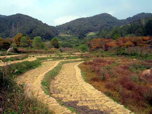 한 줄 한 줄 따라가며 집었다 놓고 집었다 놓으면 짚과 벼가 말랐다. 허리가 무척 아프고 장딴지와 허벅지가 알이 배기는 고된 일이 하나 추가 되었던 시절이다. 